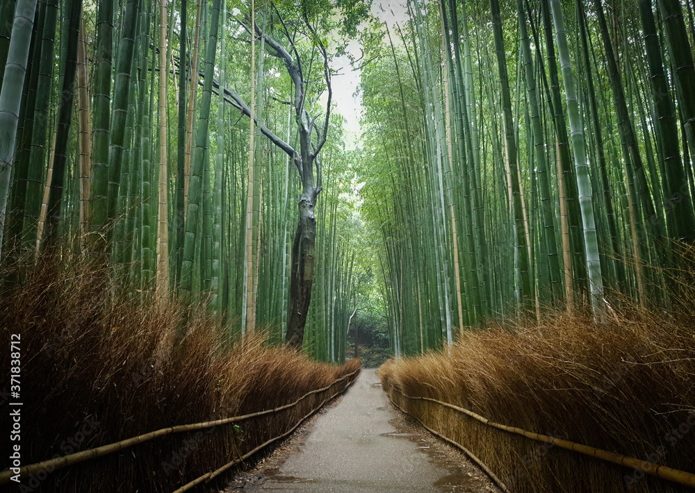 Fototapeta premium Bamboo Forest Japan