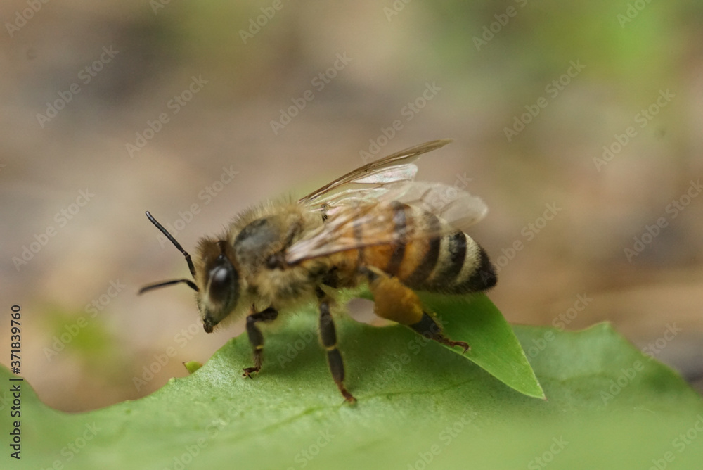 Bee on leaf Bee on leaf