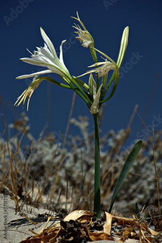 Cretan Lily