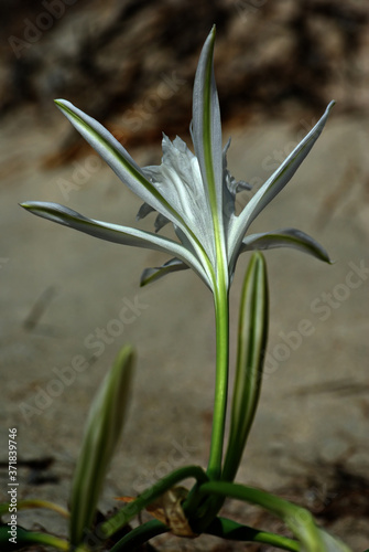 Cretan Lily