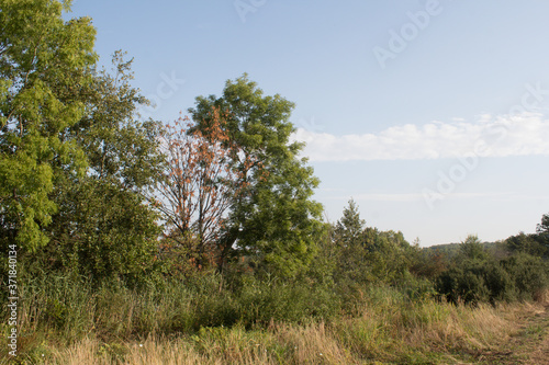 tree in the mountains