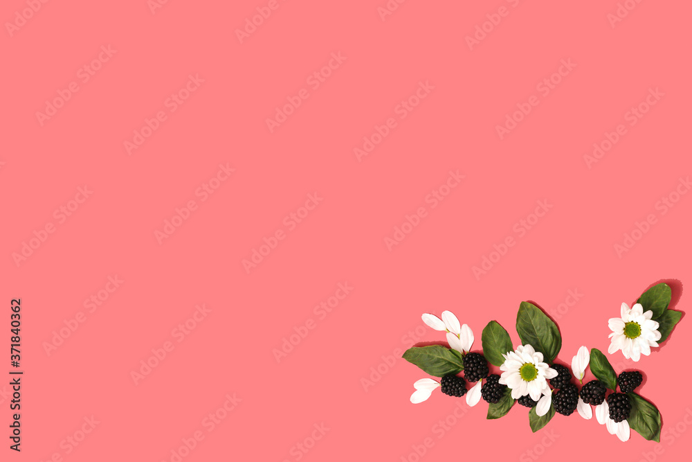 blackberries with flowers and basil leaves on bright pink background. Concept summer fresh berries time, styling, decor, flatlay, copyspace blackberries with flowers and basil leaves on bright pink background. Concept summer fresh berries time, styling, decor, flatlay, copyspace