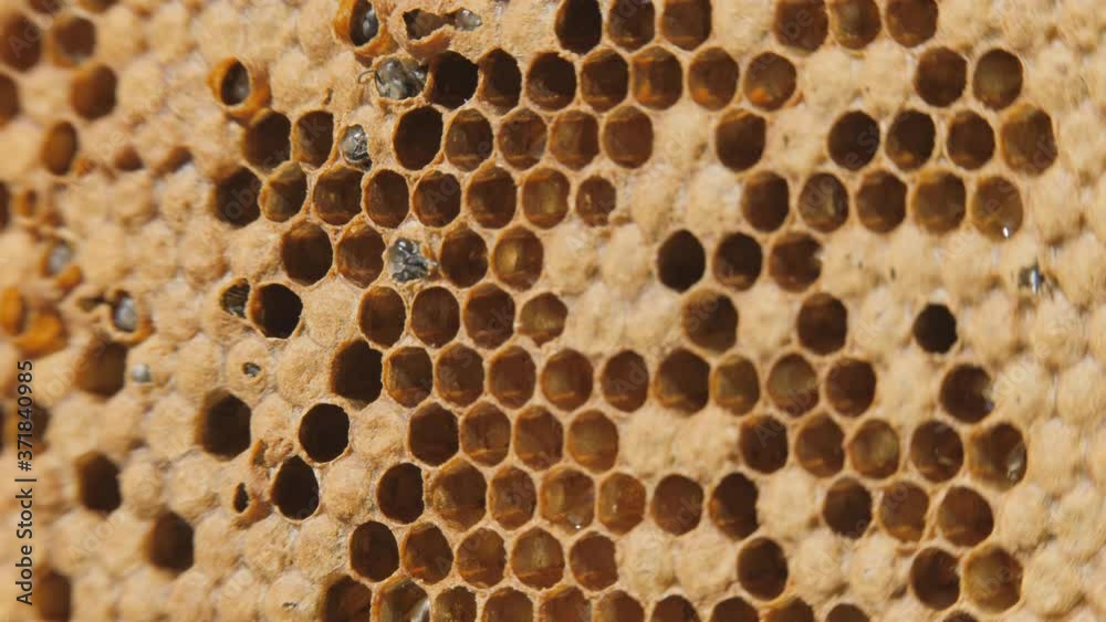 Bee colony. Worker bees make up the majority of the hive. Honeycomb close-up. Bees at work. Clogged honeycombs in the frame. Close communication of bees, bee conversation. Bee crop, bee larva. Little Bee colony. Worker bees make up the majority of the hive. Honeycomb close-up. Bees at work. Clogged honeycombs in the frame. Close communication of bees, bee conversation. Bee crop, bee larva. Little