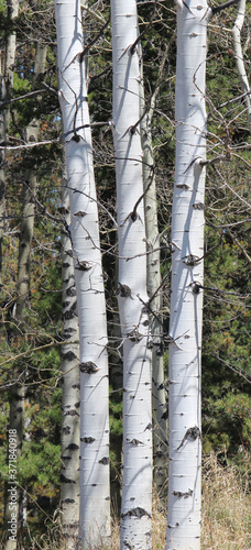 Fototapeta Naklejka Na Ścianę i Meble -  Silver Birch grove in the forest
