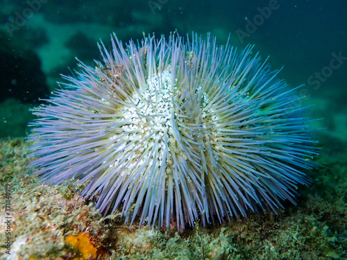 Blue sea urchin, Arraial do cabo, Brazil