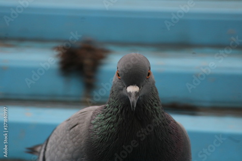 Birds Eye - Pigeon Eye photo