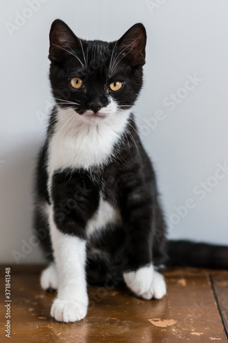 Bicolor british shorthair kitten, cute paws. black and white cat. Funny emotions. Selective focus.