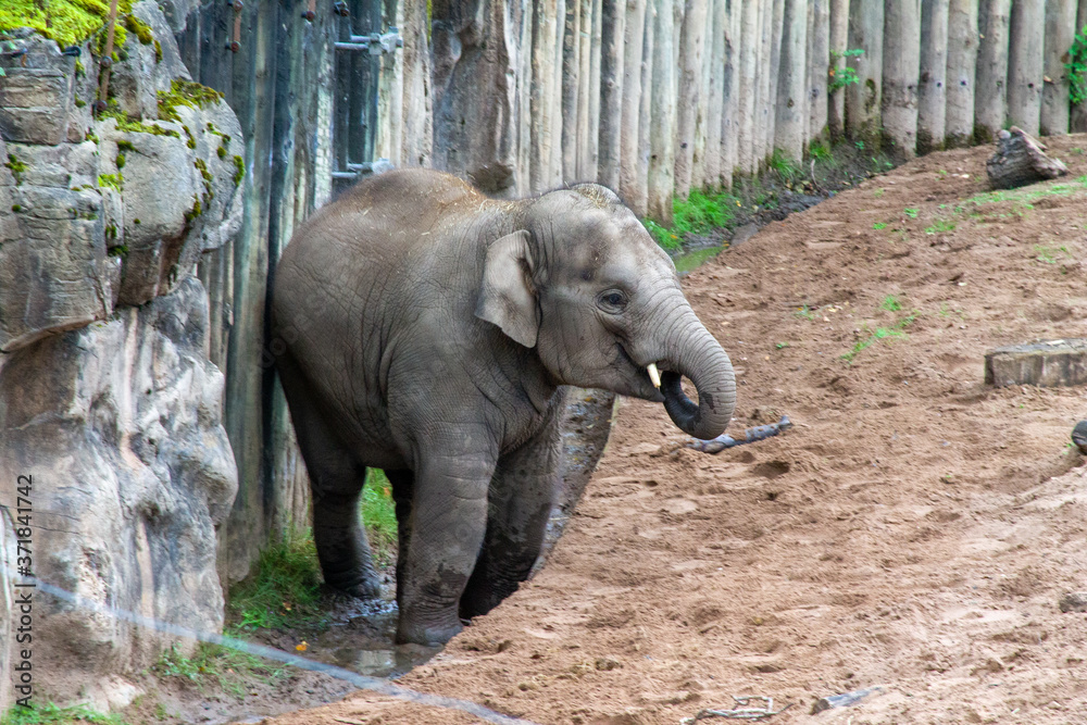 Fototapeta premium Elephants at Chester Zoo in the uk