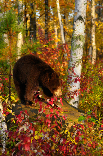 American Black Bear on a rock in a Minnesota birch forest with Fall colors at sunrise