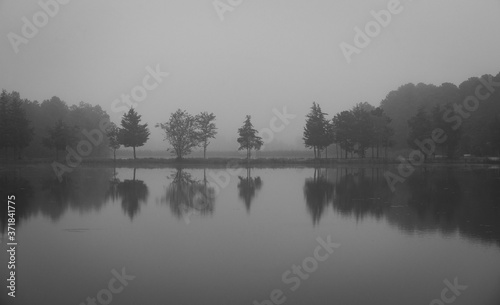 foggy tree reflection on the lake 