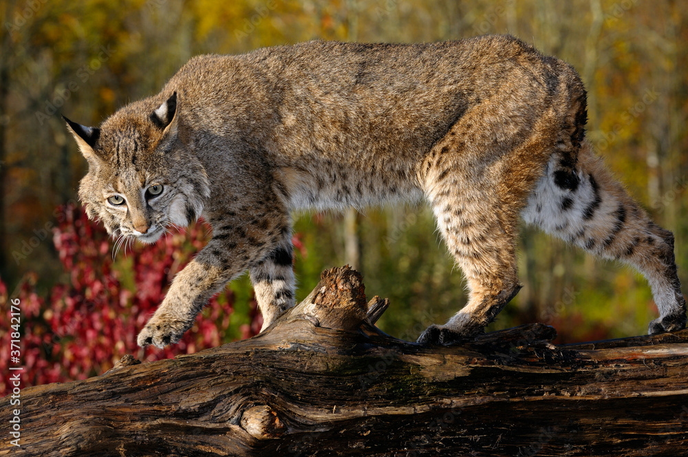 Bobcat walking along a fallen tree trunk with red maple leaves in Autumn Bobcat walking along a fallen tree trunk with red maple leaves in Autumn