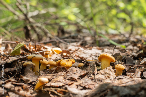 Orange young mushrooms chanterelles in fall forest. Raw mushrooms in woods food photo. Group of beautiful wild chanterelles in tree foliage in autumn. Green plants on the background.