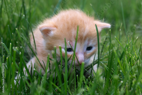 Sunny portrait of a cute red kitten sitting in the grass. A small red kitten in the grass.