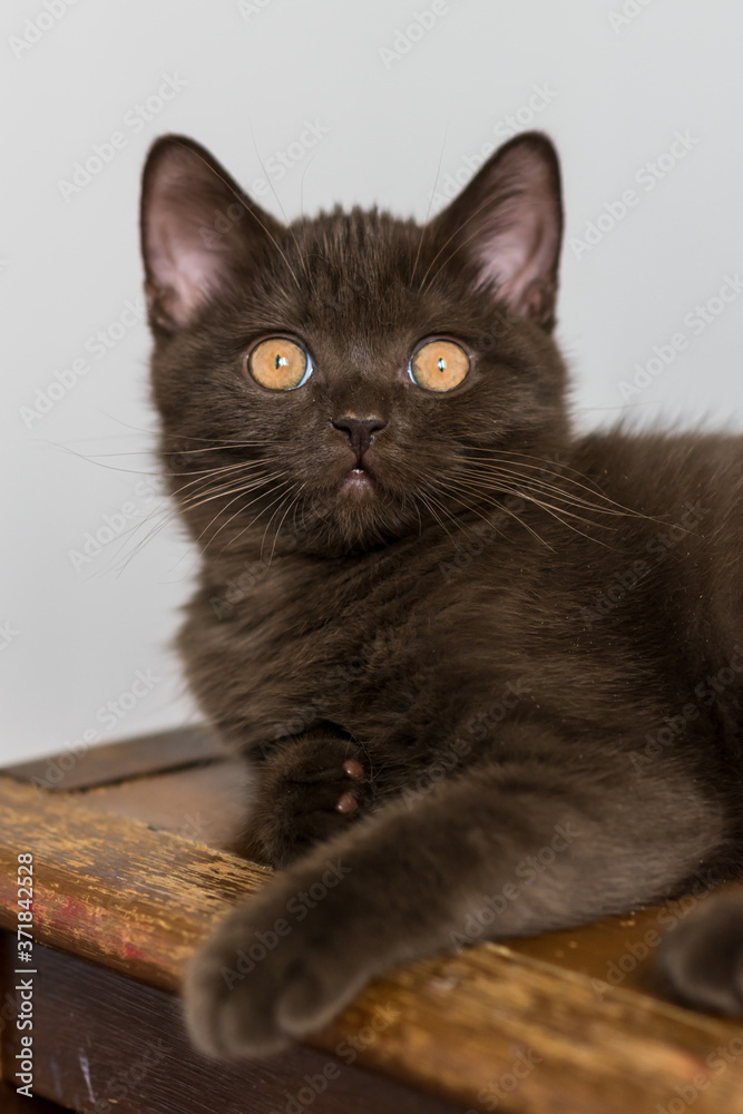 Cute chocolate british shorthair kitten  Selective soft focus