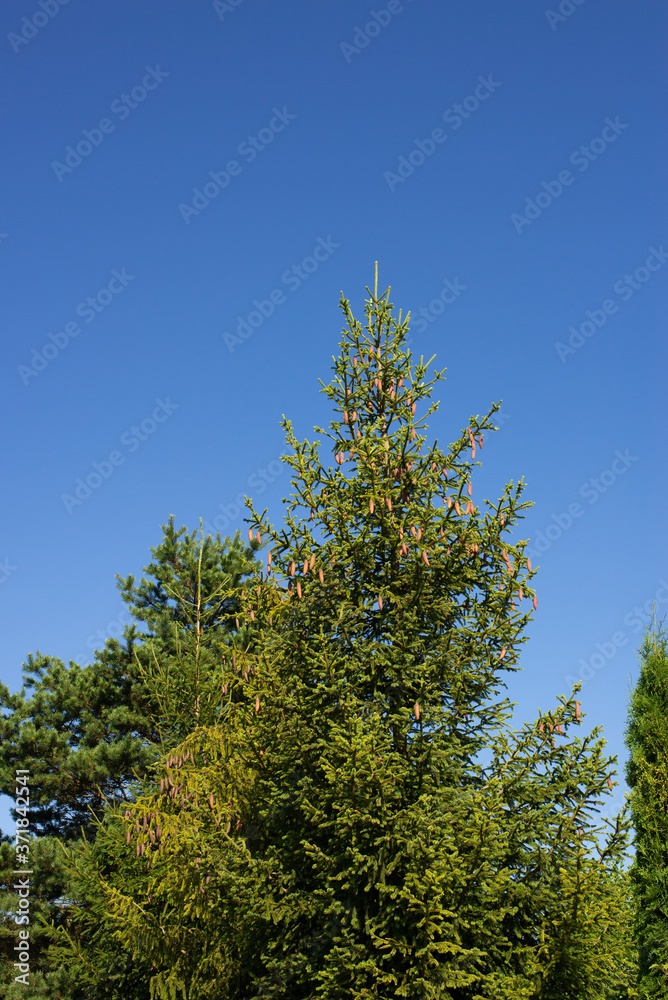 beautiful green spruce on the edge of the forest