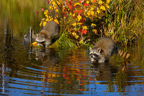 Pair of Raccoons fishing for food near a small island of grass and maple saplings in the Fall photo