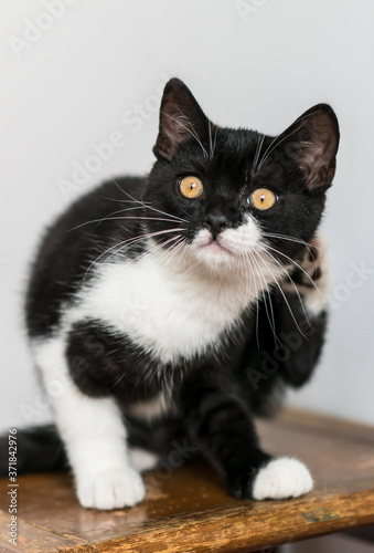 Bicolor british shorthair kitten, cute paws. black and white cat. Funny emotions. Selective focus.