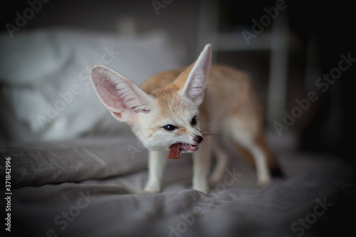 Fennec fox cub eats meat on a bed