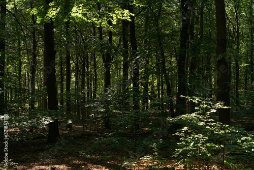 Wald in sommerlichem Zustand