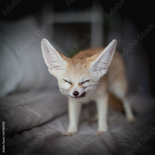 Fennec fox cub eats meat on a bed