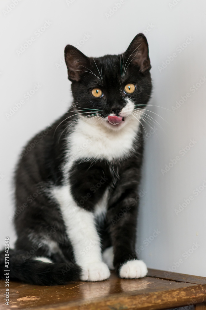 British shorthair hotsell black white