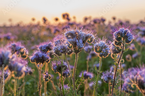 Phacelia photo