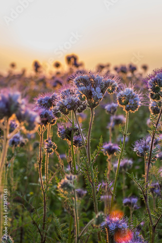 Phacelia