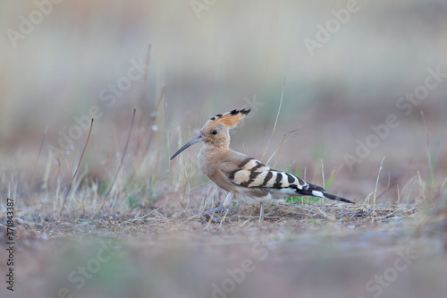 Eurasian hoopoe (Upupa epops) foraging at dawn on a country road in Greece.