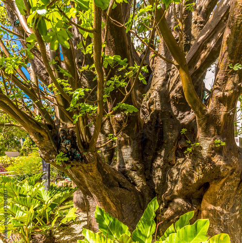 A view of the oldest tree in Bridgetown  Barbados