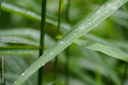 drops of dew on the grass