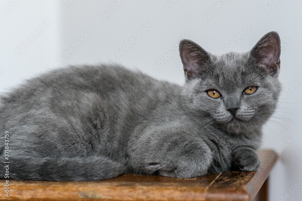 Portrait of cute blue british short hair kitten. Selective focus. Animal emotions. Portrait of cute blue british short hair kitten. Selective focus. Animal emotions.