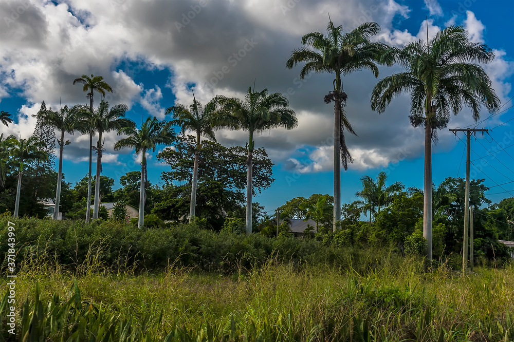 A row of tall majestic Royal Palm trees mark the location of a sugar cane plantation in Barbados A row of tall majestic Royal Palm trees mark the location of a sugar cane plantation in Barbados