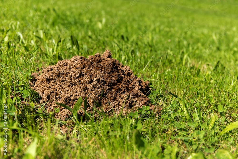 Fresh mole hills on a garden meadow. Molehills on lawn in the garden. Damaged lawn. Fresh mole hills on a garden meadow. Molehills on lawn in the garden. Damaged lawn.