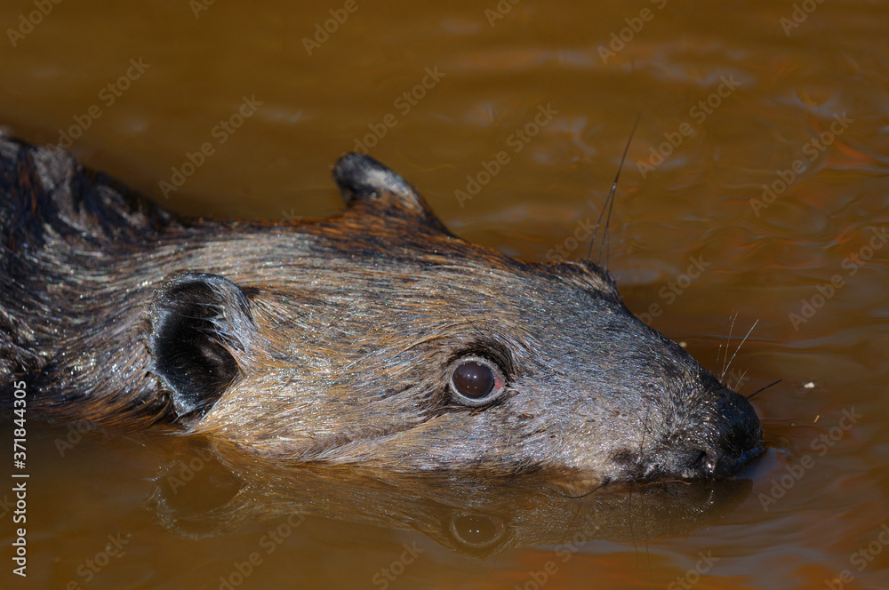 Close up of the head of a Canadian Beaver swimming in a muddy creek Close up of the head of a Canadian Beaver swimming in a muddy creek