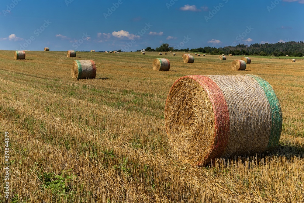 Harvested field with straw bales in Czech Republic. Agriculture background with copy space. Summer and autumn harvest concept