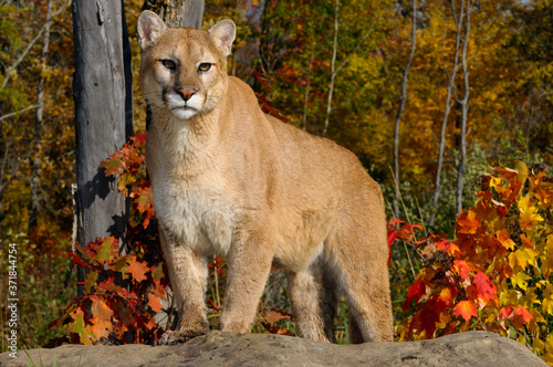 Cougar staring while standing on a rock in an Autumn forest with red oak and maple leaves