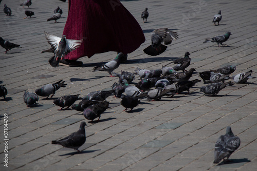 Lovely wild pigeons bird live in urban environment photo