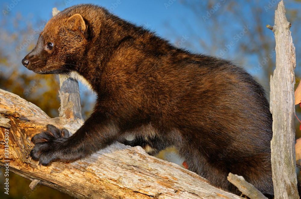 Fisher climbing a dead tree showing large teeth and large paw with five sharp retractible claws Fisher climbing a dead tree showing large teeth and large paw with five sharp retractible claws
