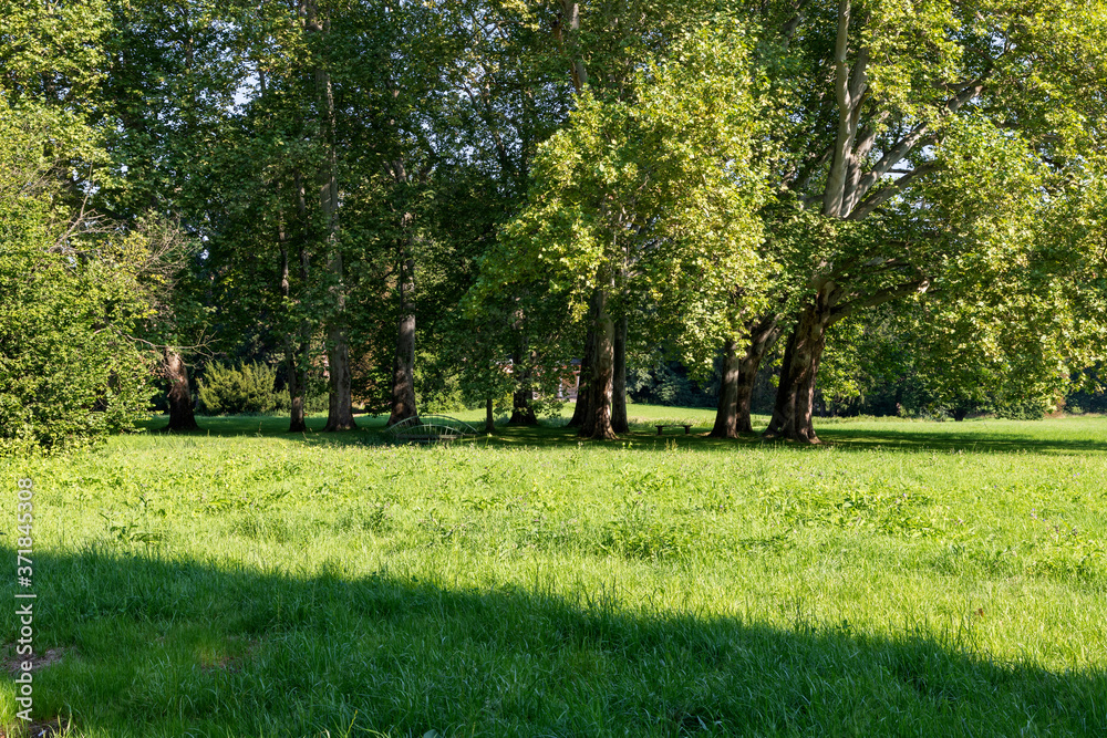Fototapeta premium Meadow with mature trees in the garden. There is a wooden bench between the trees.