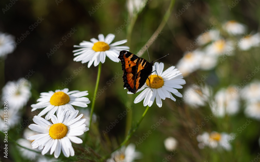 Bright colored beautiful butterfly sits on medicinal chamomile flower. Colorful summer photo with blurred background, closeup, macro shot. Moth and bunch of pharmaceutical daisies on green field. Bright colored beautiful butterfly sits on medicinal chamomile flower. Colorful summer photo with blurred background, closeup, macro shot. Moth and bunch of pharmaceutical daisies on green field.