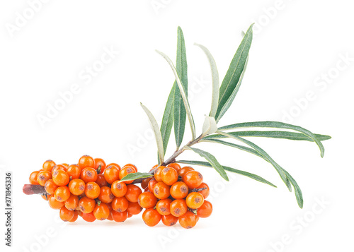Sea buckthorn - fresh ripe berries with leaves isolated on a white background. Twig of sea buckthorn with berries and leaves.