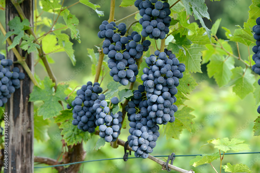 gappres de raisins noir dans un vignoble