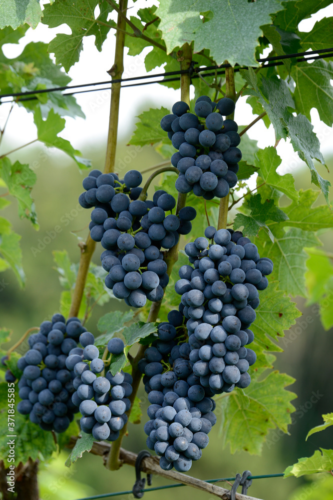 dans les vignes à l'automne