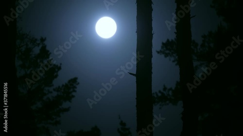 Moon night forest mystic branch dark blue tree danger wolf