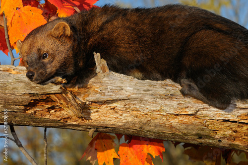 Close up of fisher lounging on a dead tree branch with red maple leaves in an Autumn forest photo