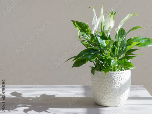 spathiphyllum. green houseplant in a light pot.