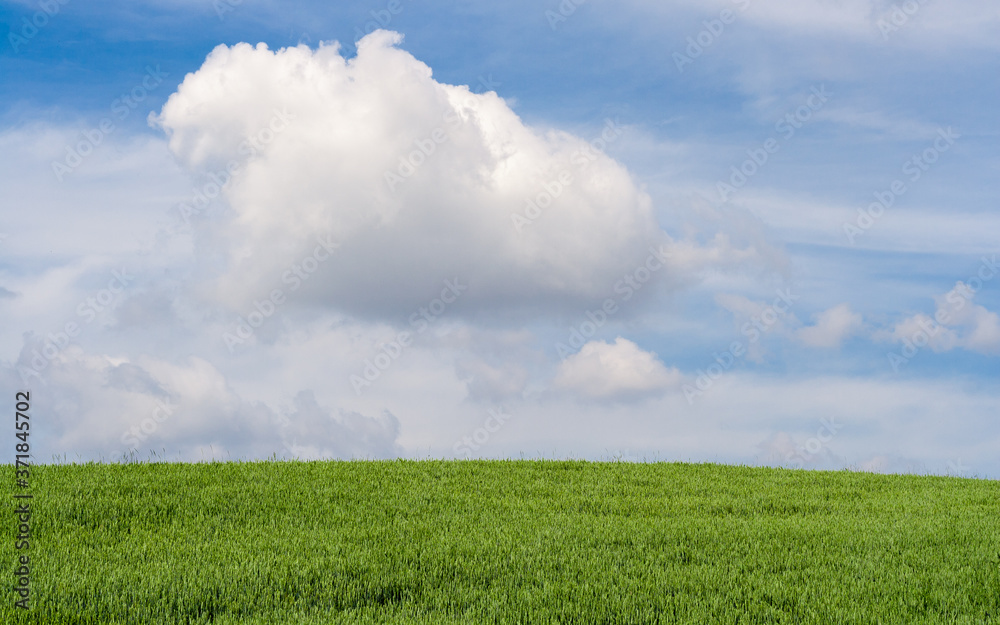 Beautiful hilly green wheat field against the blue sky with clouds. Nature desktop wallpaper. Cultivation of cereal seeds, grain of agricultural crops. Spring, sunny landscape in Belarus. Beautiful hilly green wheat field against the blue sky with clouds. Nature desktop wallpaper. Cultivation of cereal seeds, grain of agricultural crops. Spring, sunny landscape in Belarus.