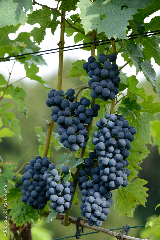 grappe de raisins dans les vignes 