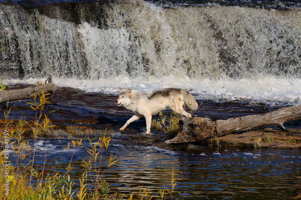 Gray Wolf hunting on the Kettle River below a waterfall in Banning ...
