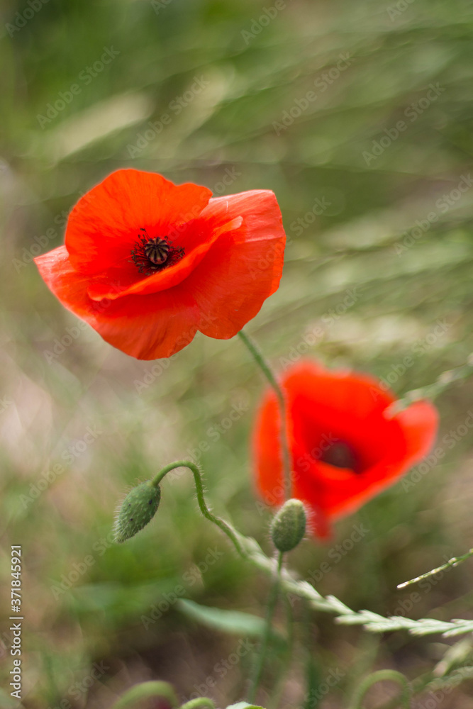 Mohnblume Mohnblume